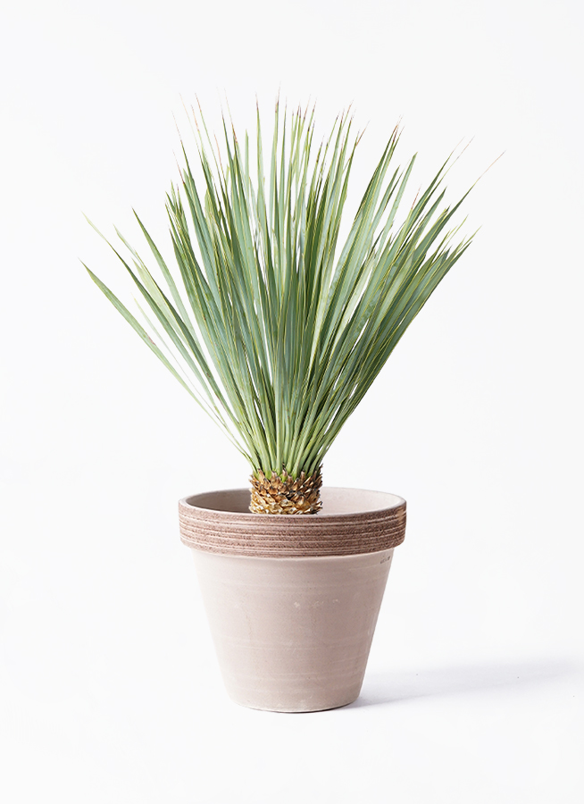観葉植物 ユッカ 6号 ロストラータ スタンダードポット コーヒー