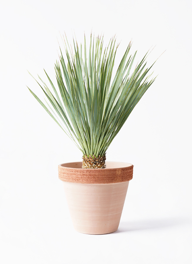 観葉植物 ユッカ 6号 ロストラータ スタンダードポット スクラッチ
