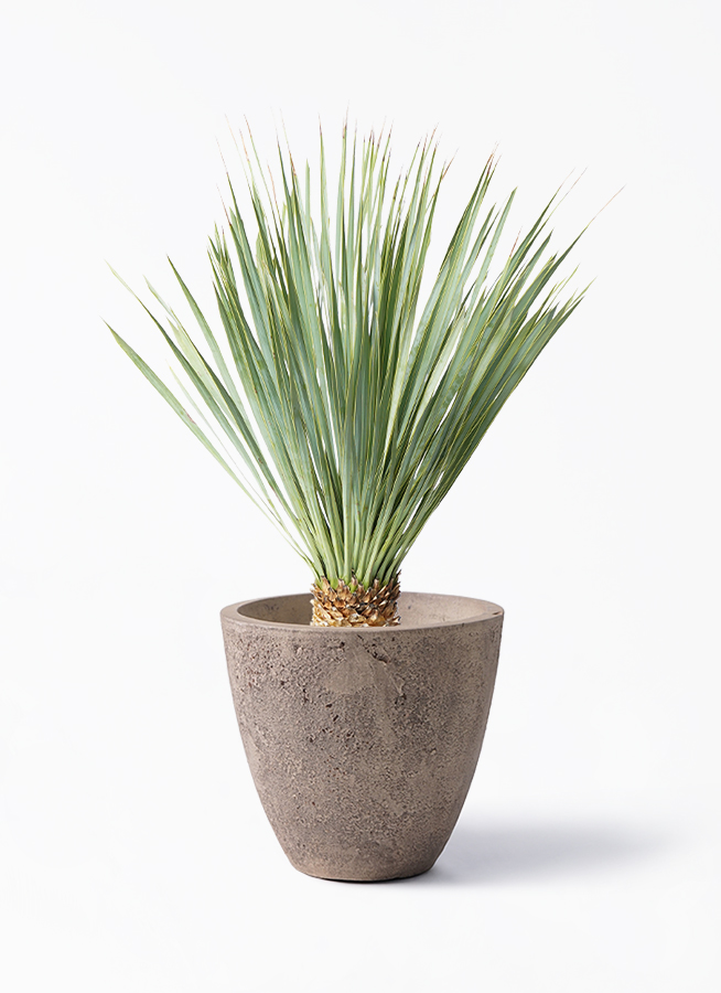 ユッカ ロストラータ 6号 | 観葉植物通販 HitoHana（ひとはな）