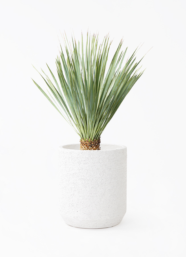 ユッカ ロストラータ 6号 | 観葉植物通販 HitoHana（ひとはな）