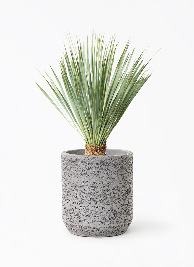 観葉植物 ユッカ 6号 ロストラータ Eco Stone (エコストーン