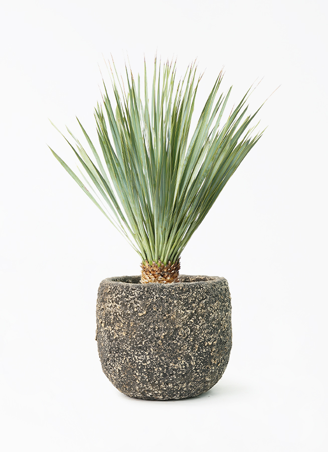 ユッカ ロストラータ 6号 | 観葉植物通販 HitoHana（ひとはな）