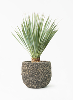 ユッカ ロストラータ | HitoHana（ひとはな）