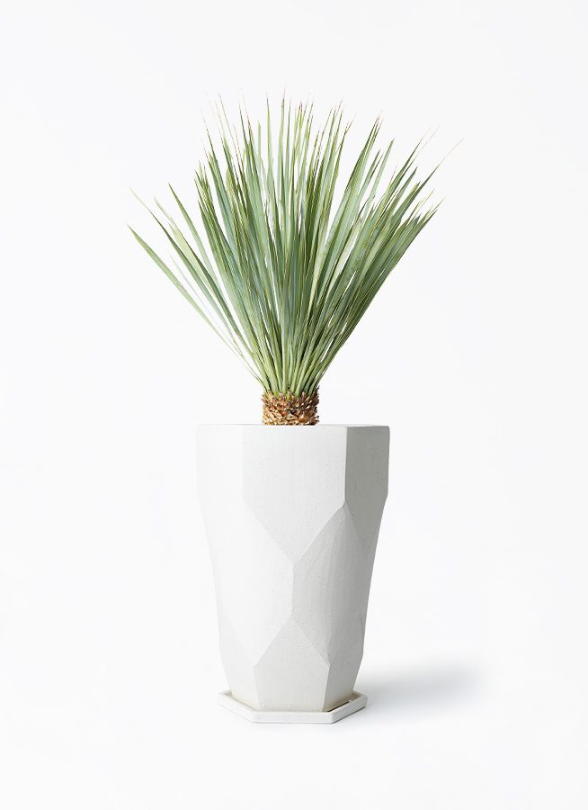 ユッカ ロストラータ 6号 | 観葉植物通販 HitoHana（ひとはな）