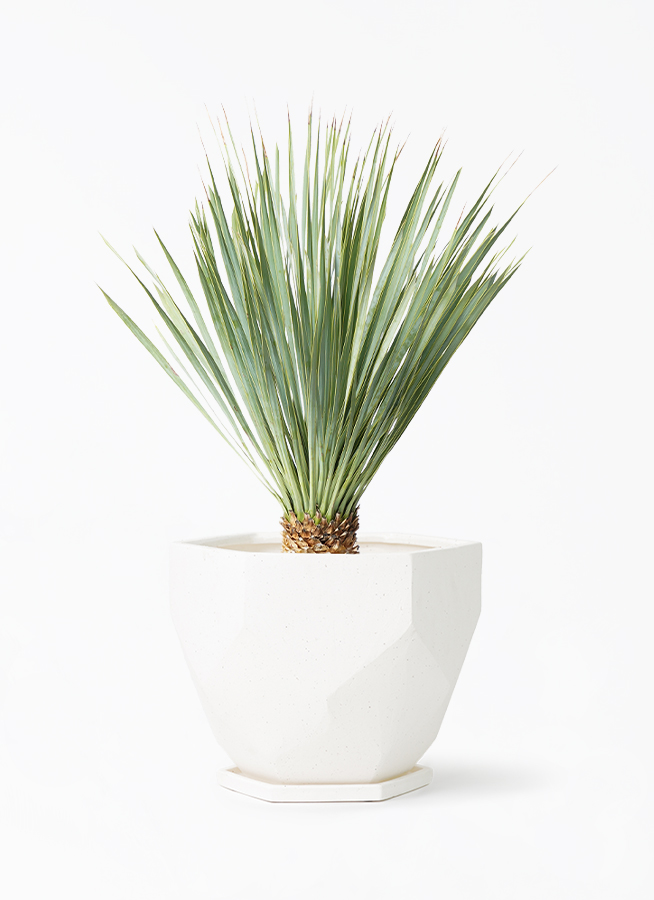 ユッカ ロストラータ 6号 | 観葉植物通販 HitoHana（ひとはな）