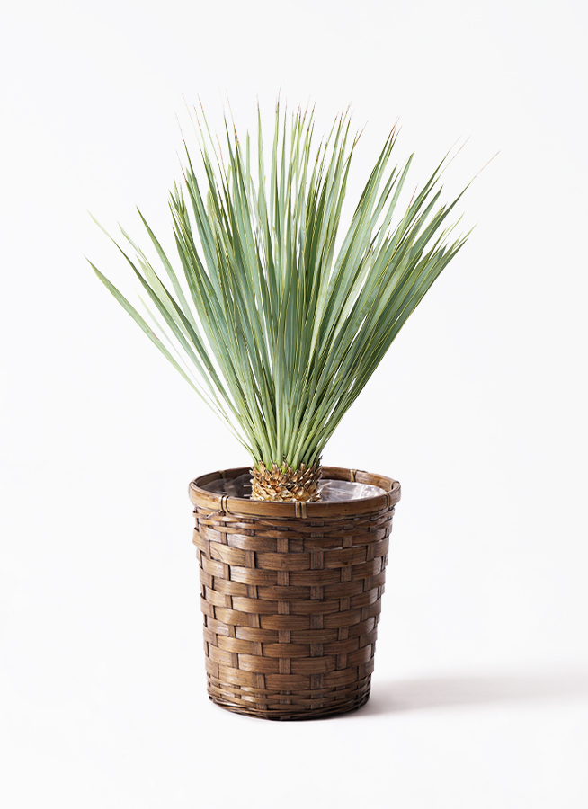 観葉植物 ユッカ 6号 ロストラータ 竹バスケット 付き | 観葉