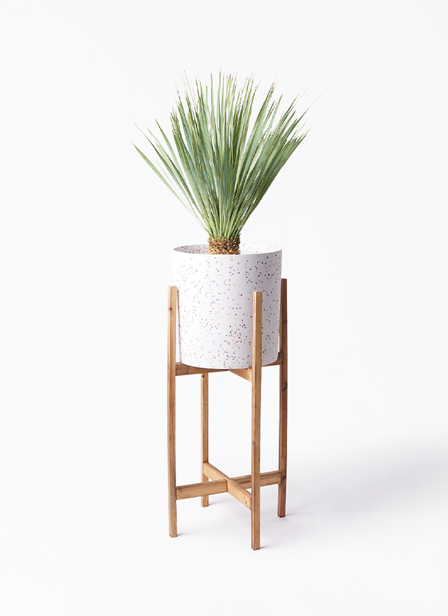 ユッカ ロストラータ 6号 | 観葉植物通販 HitoHana（ひとはな）