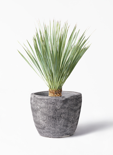 yucca-rostrata-113_1.jpg?