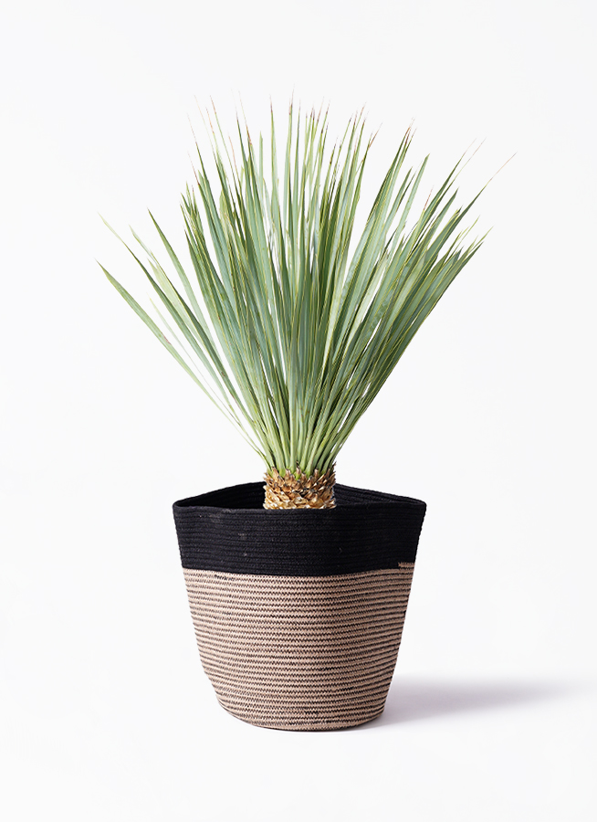 ユッカ ロストラータ 6号 | 観葉植物通販 HitoHana（ひとはな）