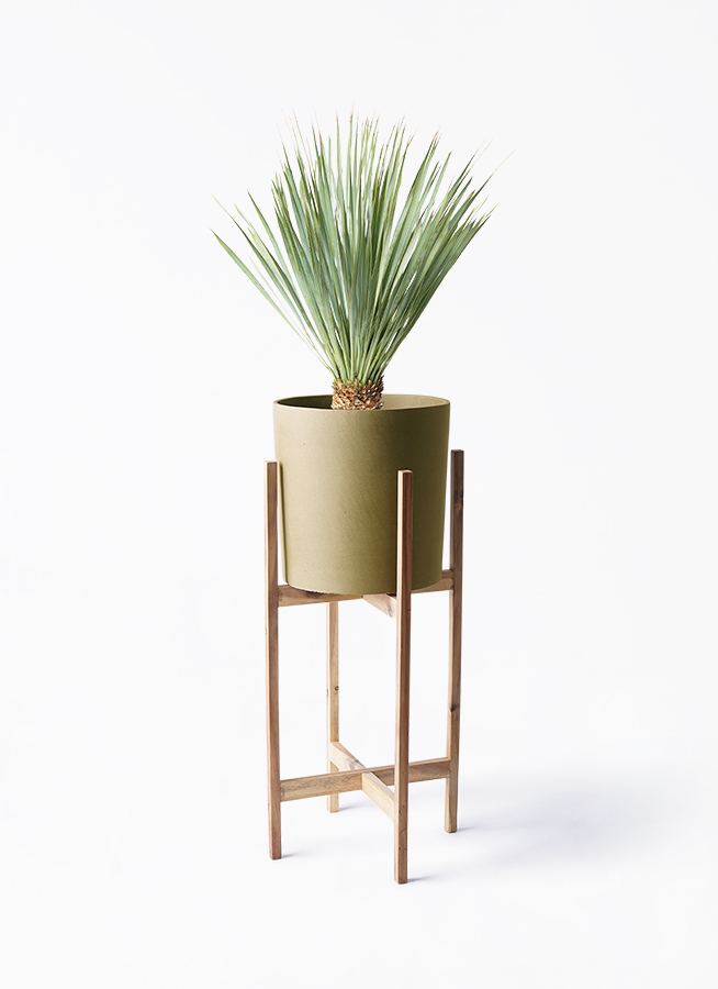 観葉植物 ユッカロストラータ ６号 ユッカ ロストラータ 6号鉢 観葉植物 : 金井園芸 - 通販 - Yahoo