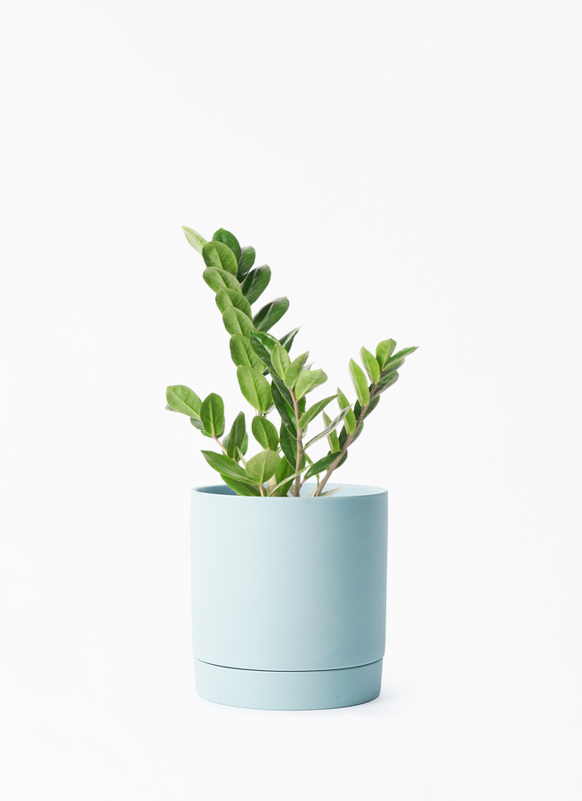zamioculcas-141_1.jpg?1705910995