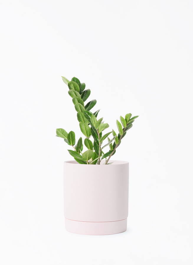 観葉植物 ザミオクルカス 4号 リア ピンク M 付き | 観葉植物なら