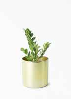zamioculcas-128_1.jpg?1705911024