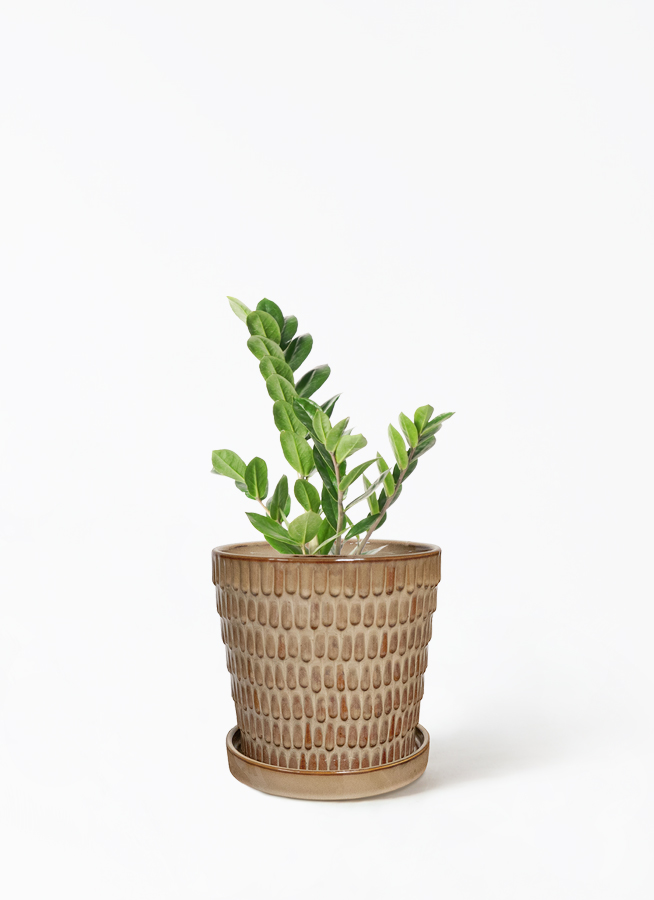 zamioculcas-112_1.jpg?1705911053