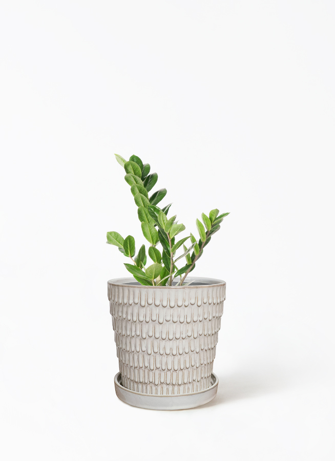 その他観葉植物 Tomirio san's order sansevieria-mikado-14_1.jpg?