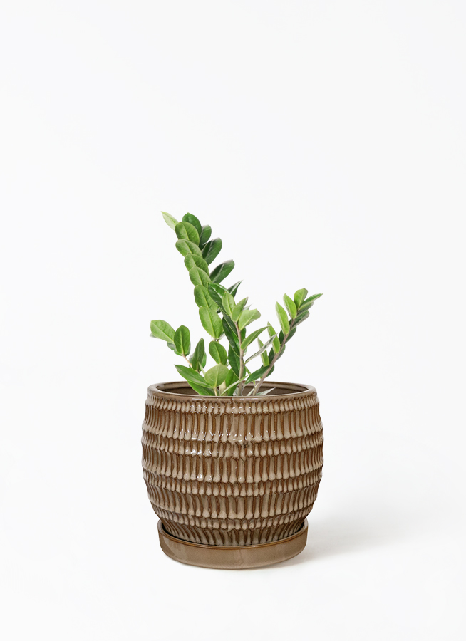 ザミオクルカス ザミフォーリア ザミーフォリア 4号鉢 一点もの