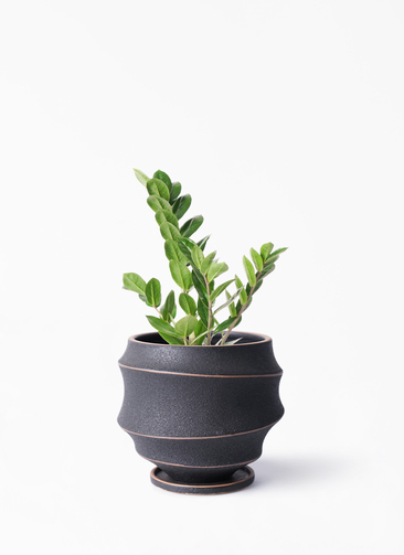 zamioculcas-107_1.jpg?1705911065