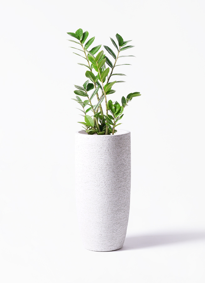 観葉植物 ザミオクルカス 6号 Ceramic Pot (セラミック) トールタイプ