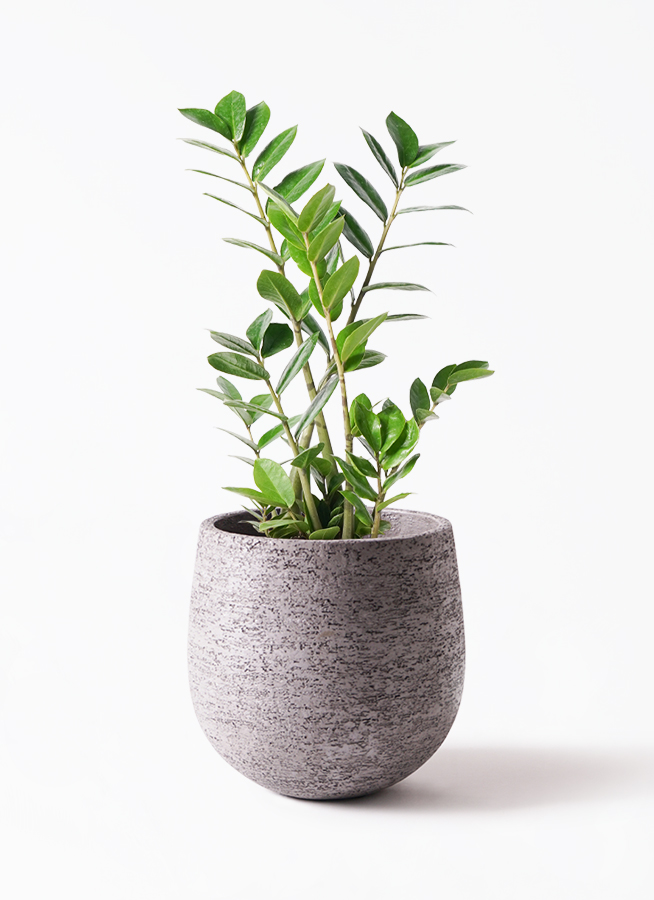 観葉植物 ザミオクルカス 6号 レザーポット グレー 付き | 観葉 観葉植物 ザミオクルカス 6号 レザーポット グレー 付き | 観葉