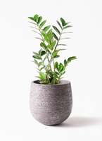 ザミオクルカス | 観葉植物の通販ならHitoHana（ひとはな）