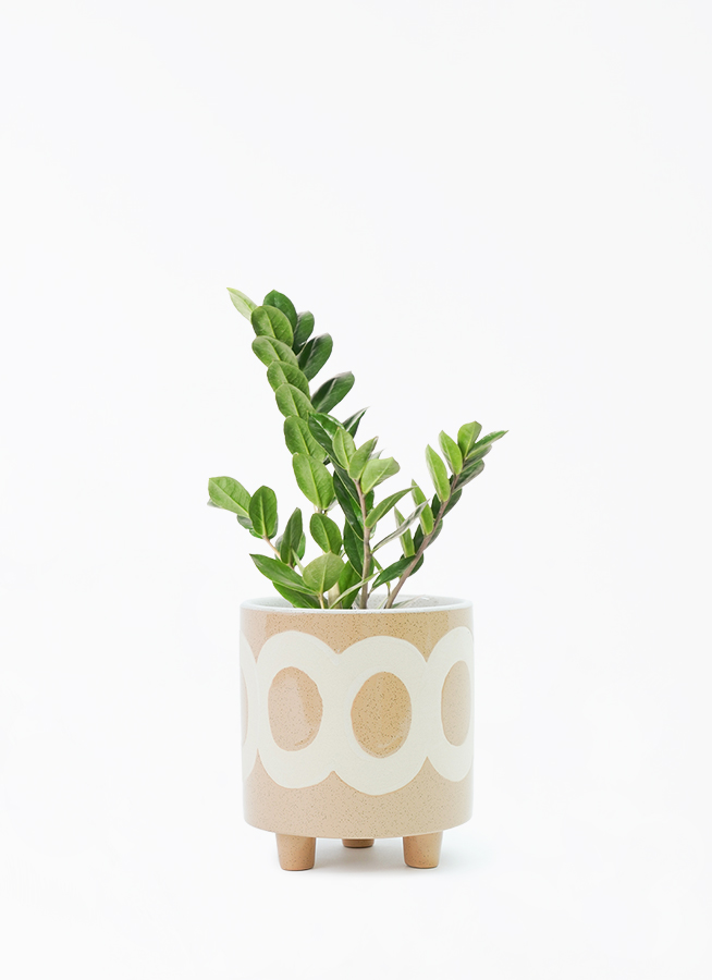 zamioculcas-129_1.jpg?1705911080