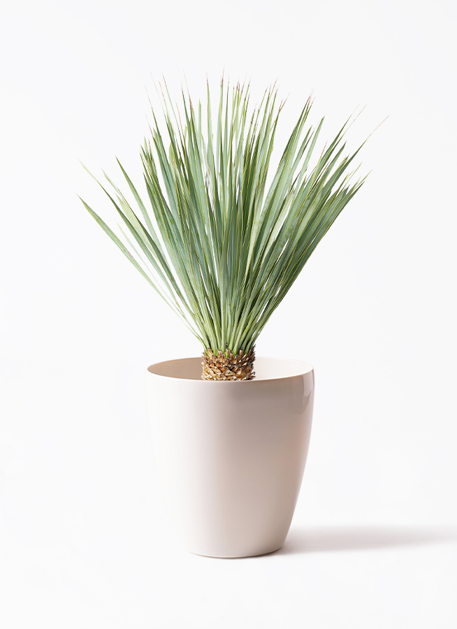 ユッカ ロストラータ 6号 | 観葉植物通販 HitoHana（ひとはな）