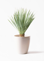 yucca-rostrata-116_1.jpg?