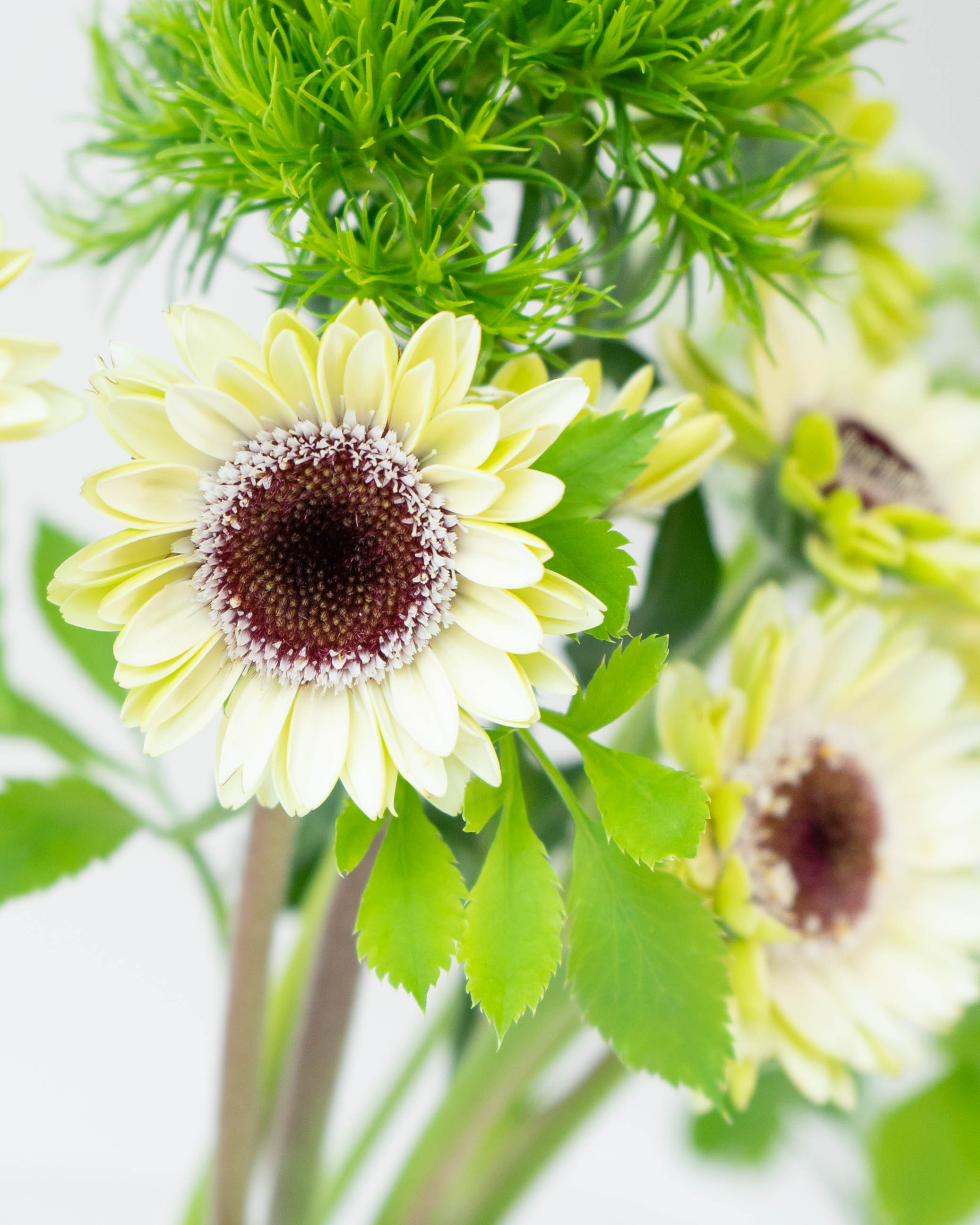 産地直送 ガーベラ花束 草花ミックス ホワイト／千葉 金井園芸