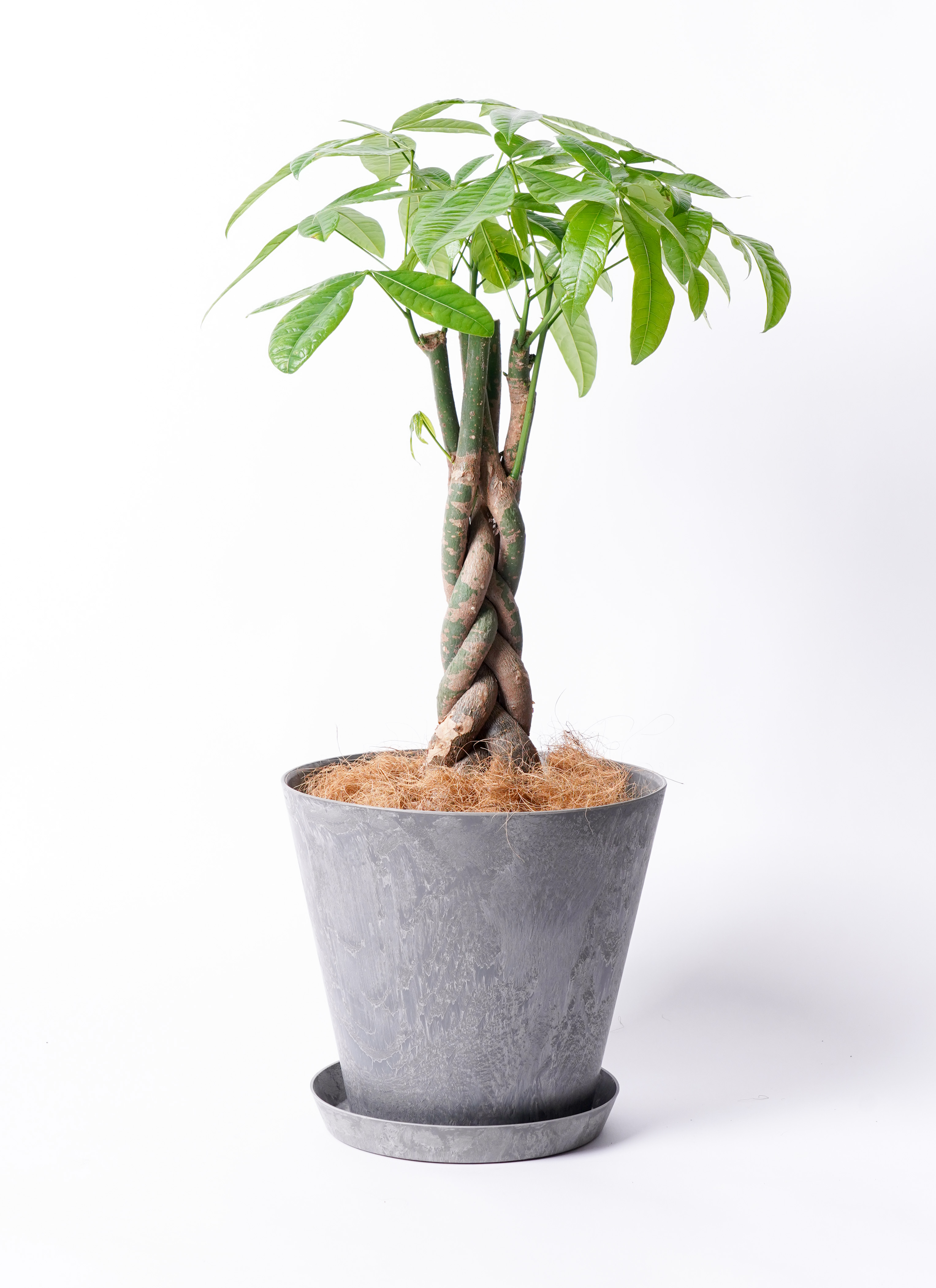 観葉植物 パキラ 【お祝いにおすすめ】7号 ねじり アートストーン