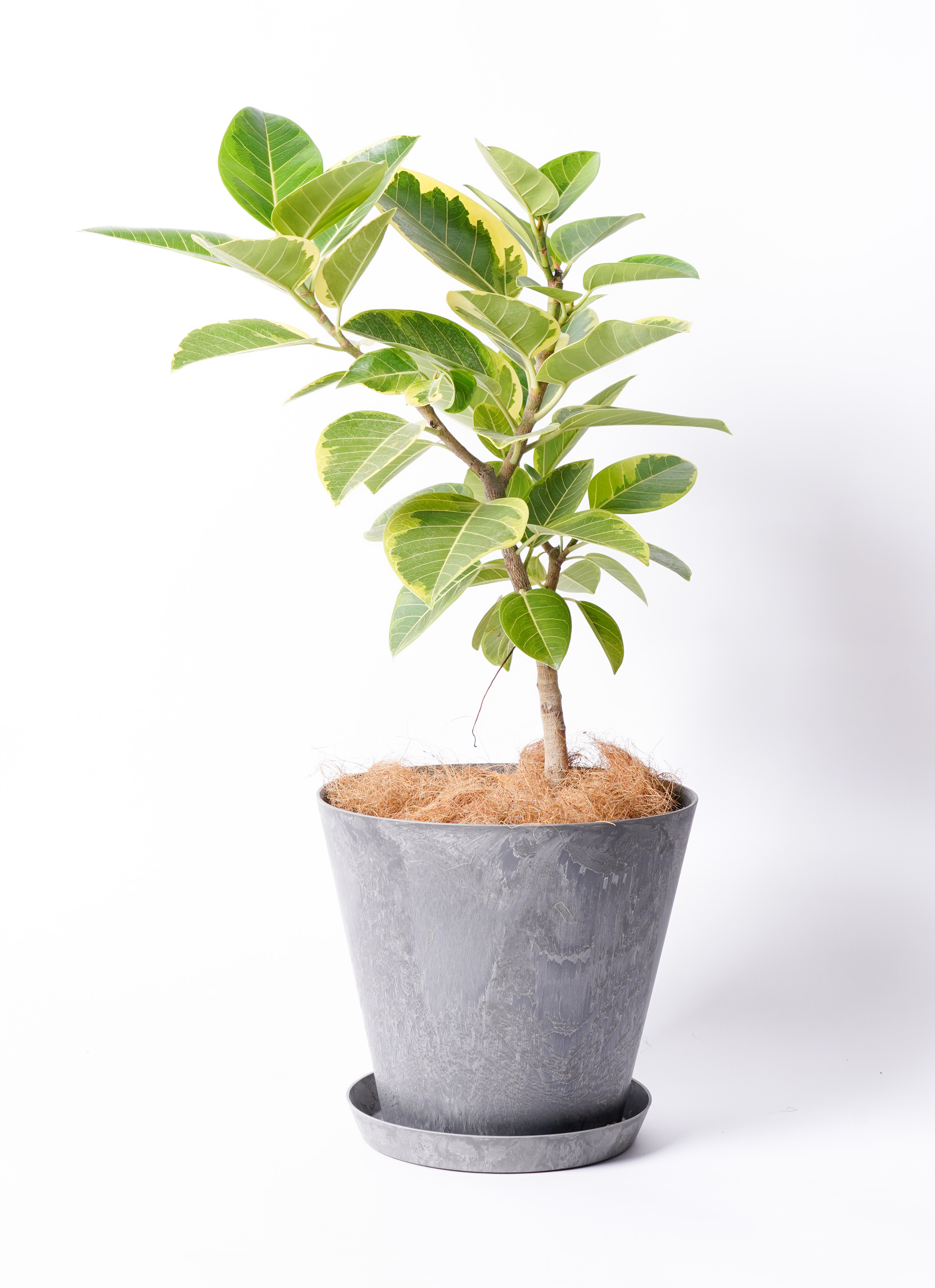 観葉植物 フィカス アルテシーマ 【お祝いにおすすめ】7号 アート