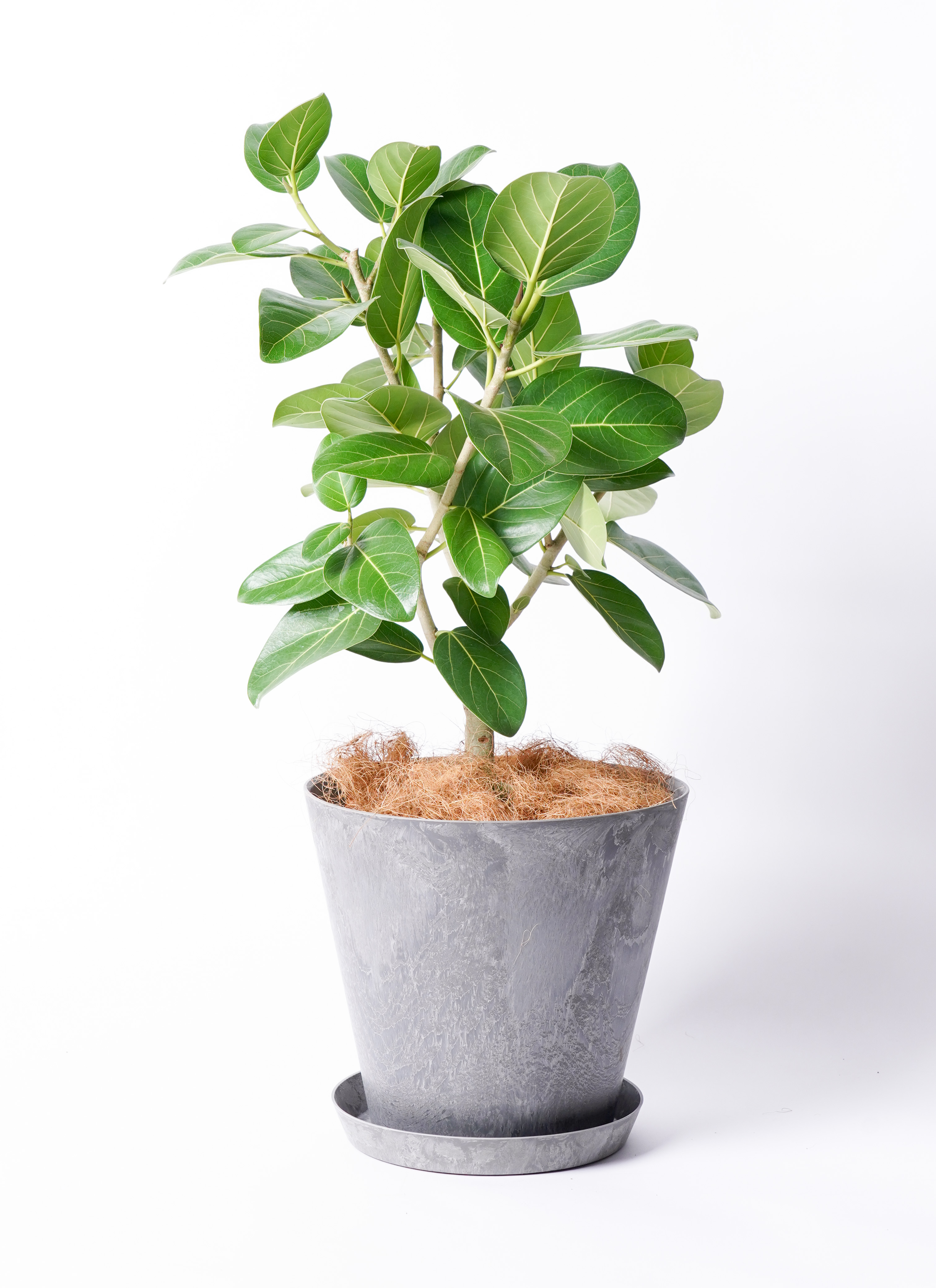 観葉植物 フィカス ベンガレンシス 【お祝いにおすすめ】7号 アート
