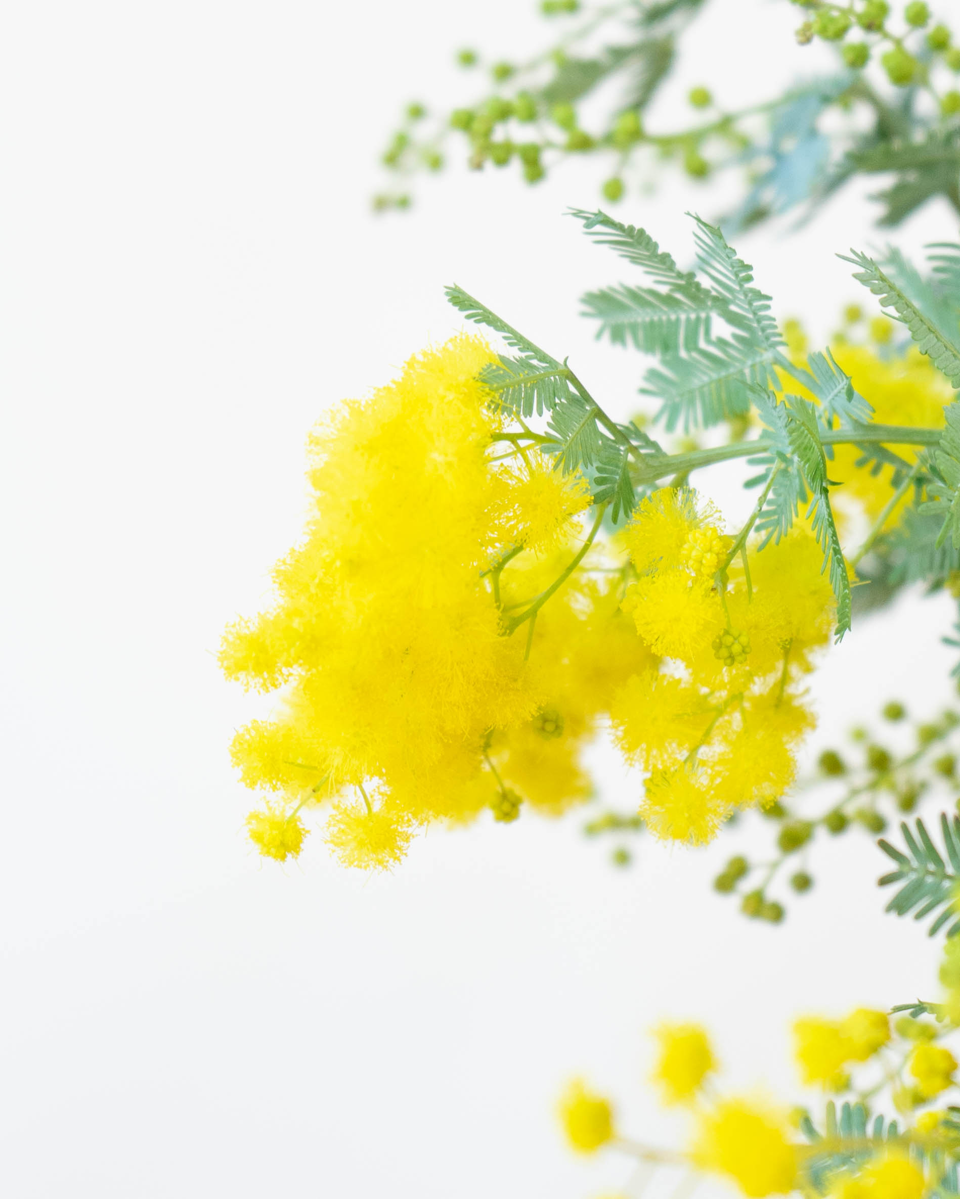 創作キュウイツルスワッグ ミモザ＆高砂ユリイエロー 創作キュウイツル