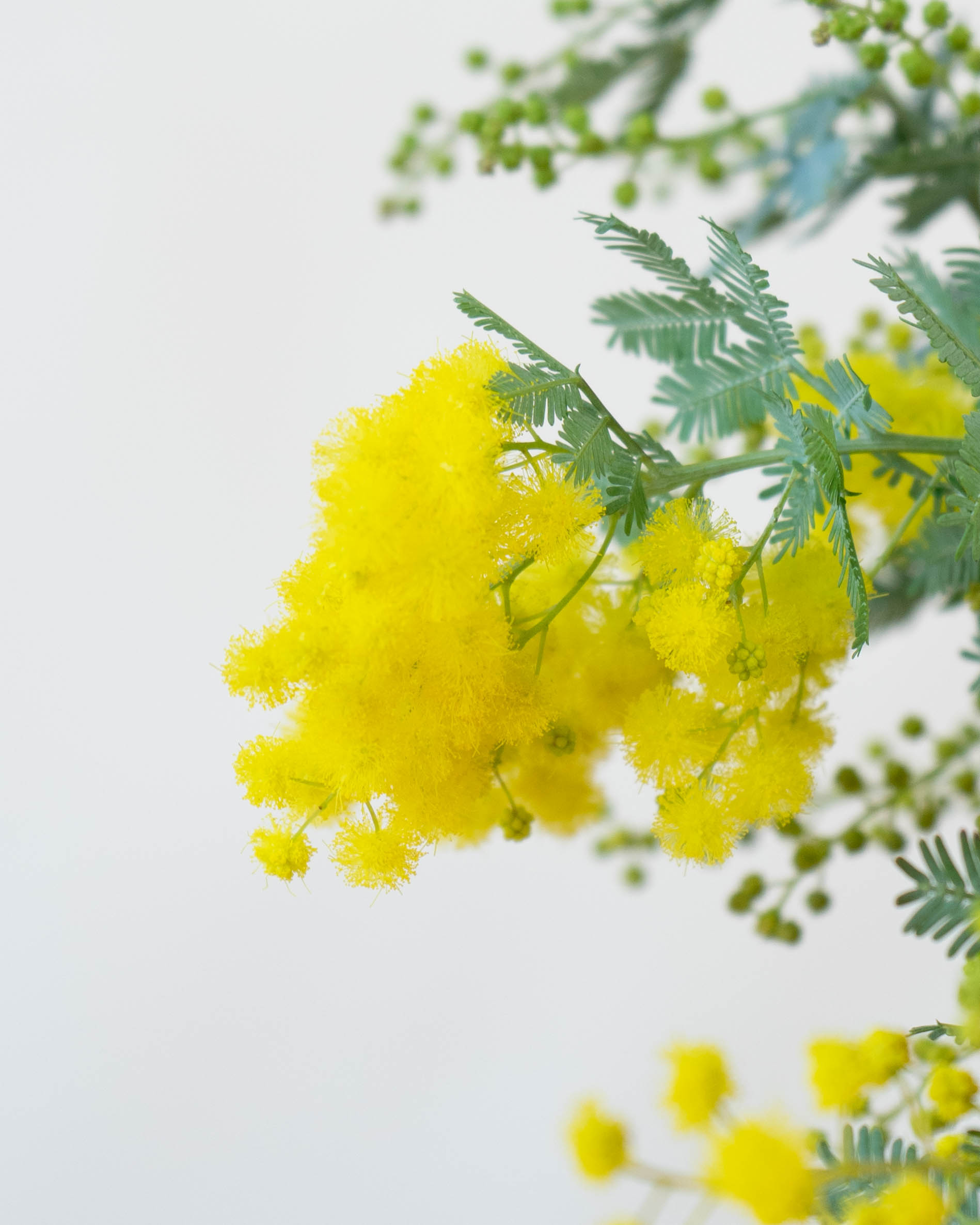 産地直送 ミモザ＆トルコキキョウ花束 ミックス L／佐賀 KOMATSU