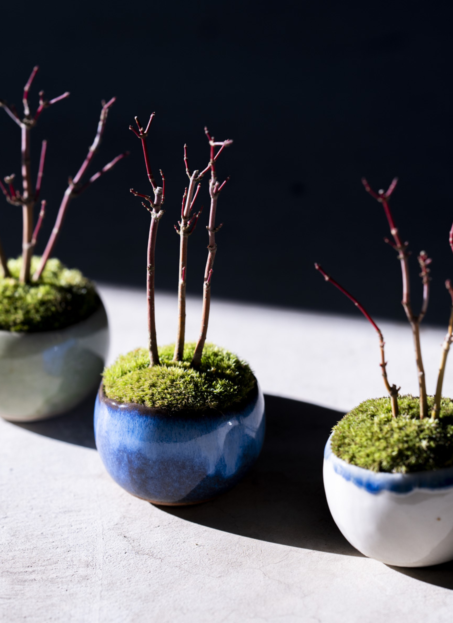 yamamien 盆栽鉢 連山桧のミニ情景盆栽 【デザイン鉢・黒 楕円皿】 ☆1点物☆ 盆栽 苔玉