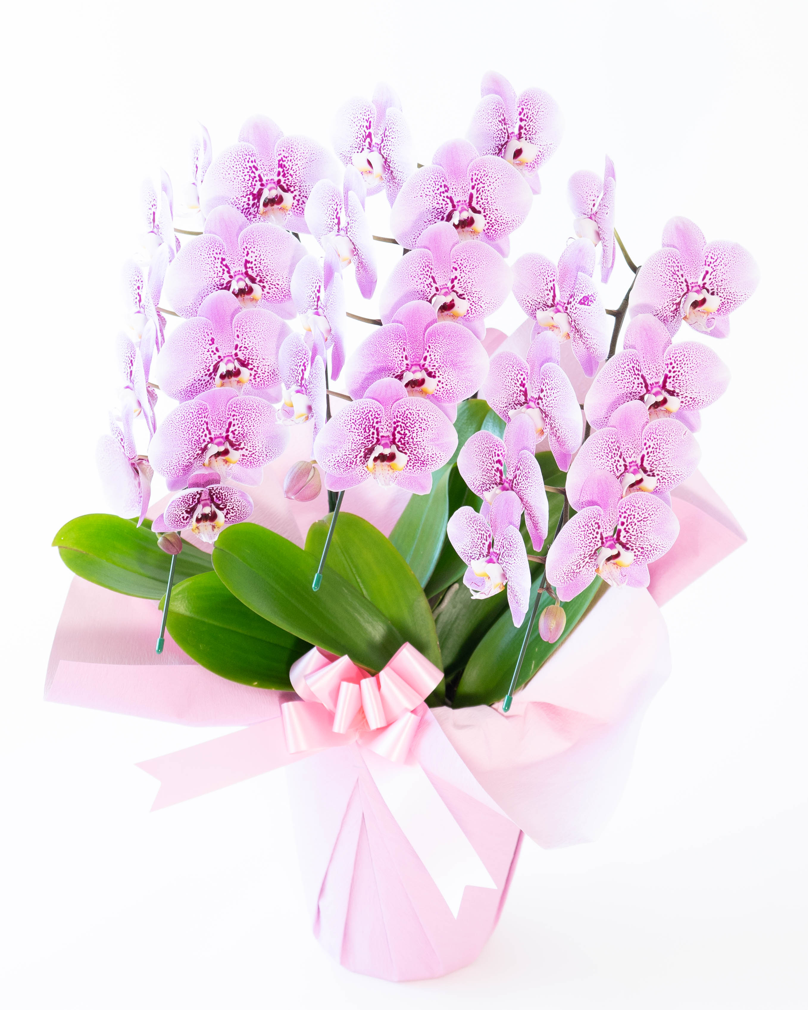 胡蝶蘭中大輪 ピンク スパークワイン 3本立ち | 胡蝶蘭ならHitoHana