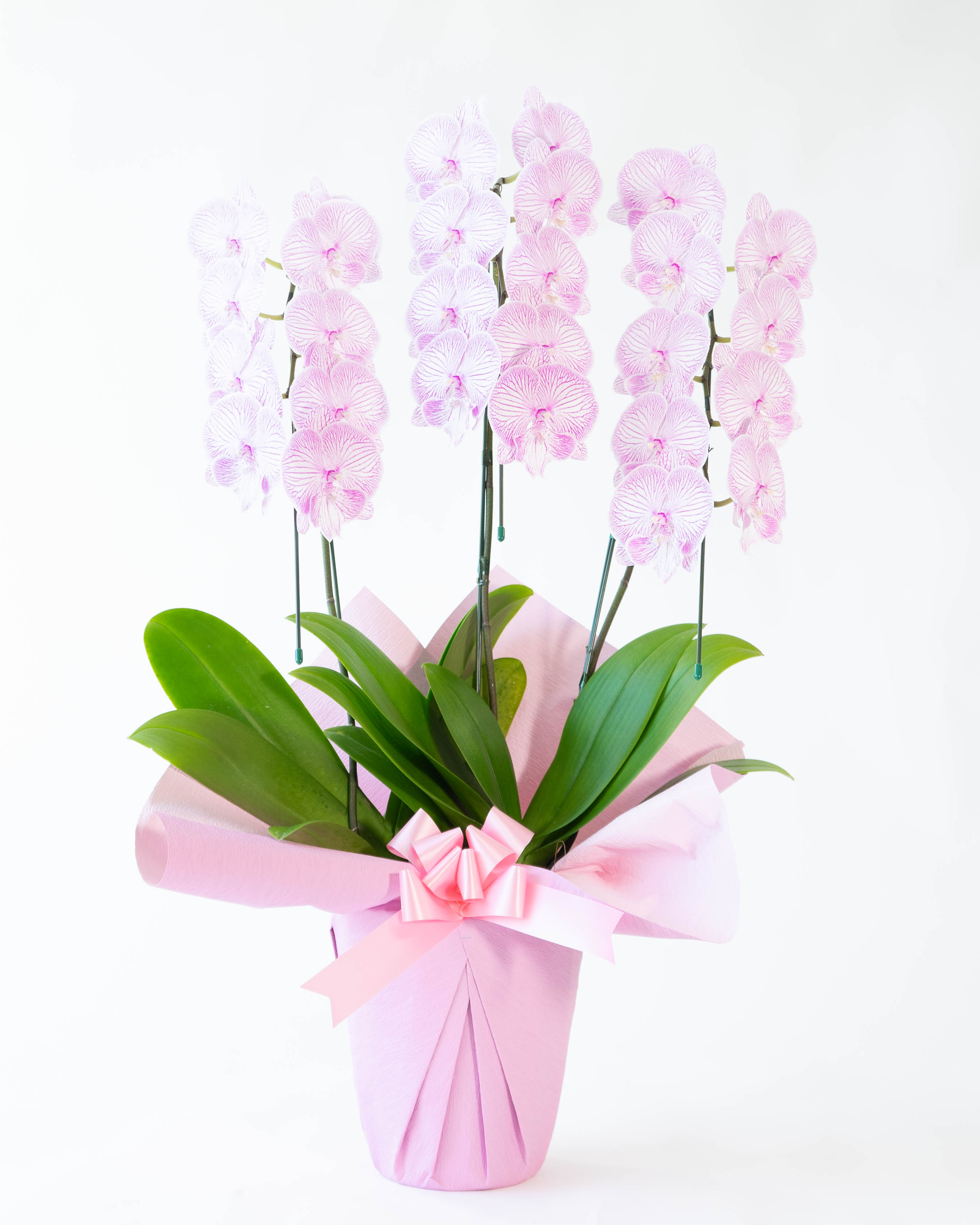 胡蝶蘭中大輪 ピンク マダムマリー 3本立ち | 胡蝶蘭ならHitoHana(ひと
