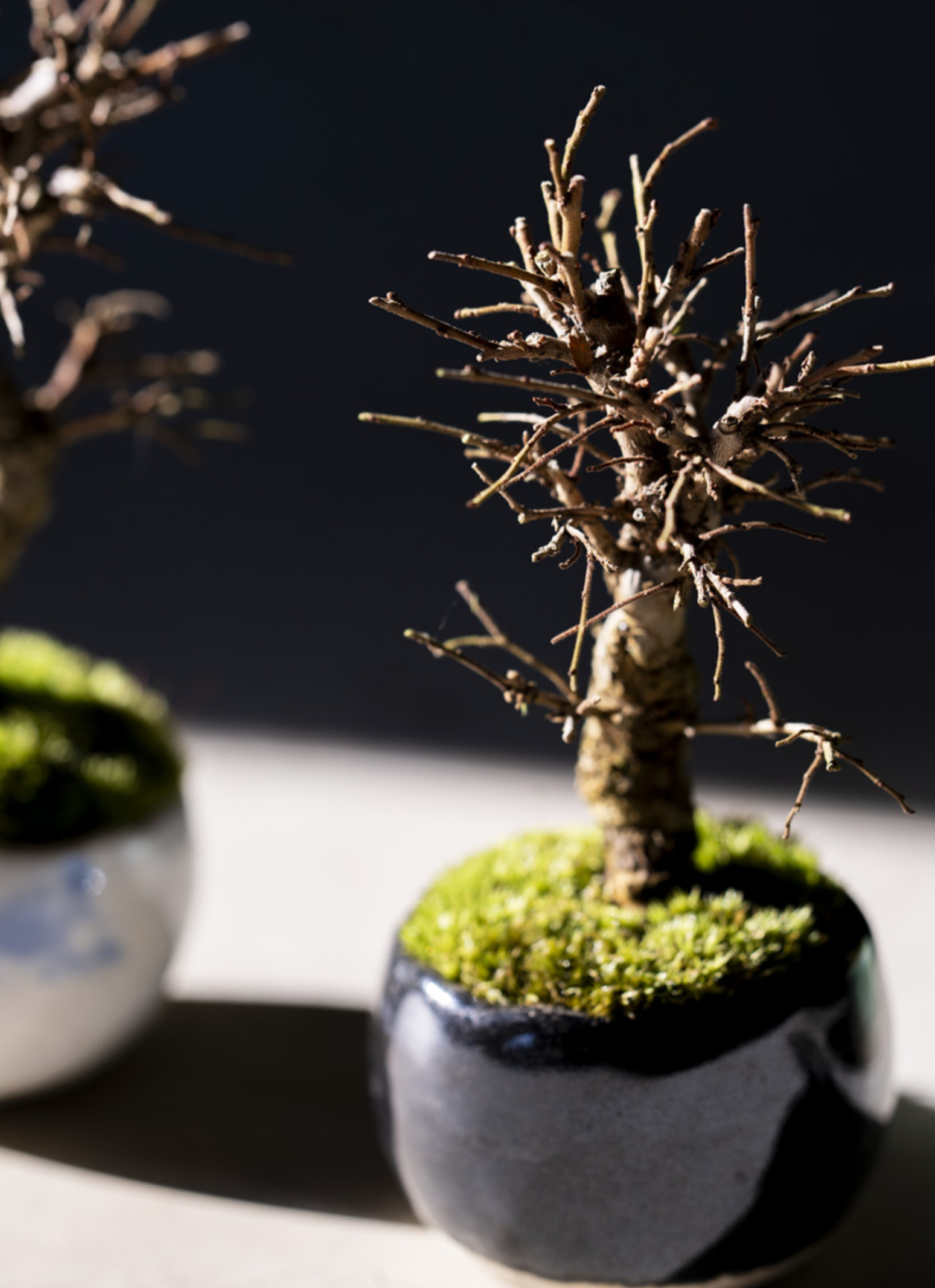 374 盆栽　盆栽鉢　植木鉢　和鉢　有度山 楽天市場】【15%OFF】セール 和鉢 盆栽 ミニ盆栽 [172-153
