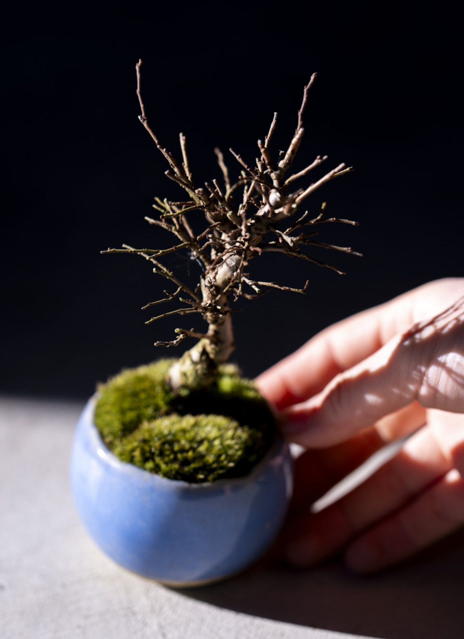 産地直送 ニレケヤキ Mサイズ 鉢色 淡藤／山形 石木花からお届け