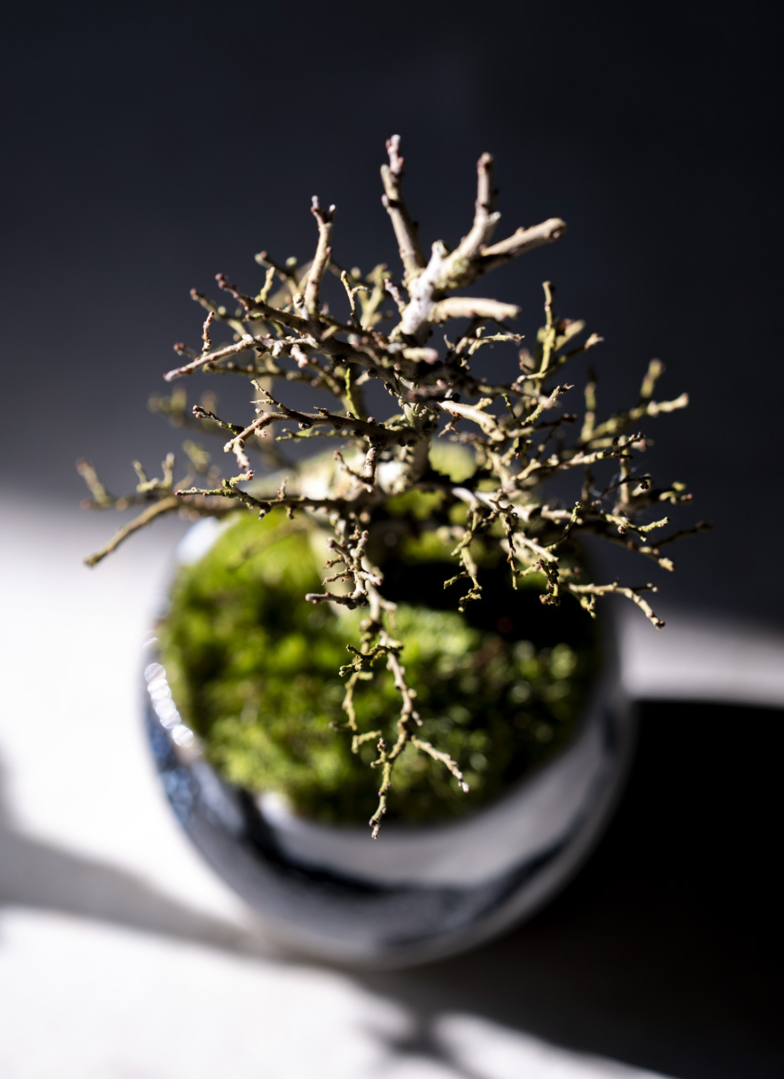 1428 盆栽　盆栽鉢　植木鉢　景石 1428 盆栽 盆栽鉢 植木鉢 景石 1428 盆栽 盆栽鉢 植木鉢 景石