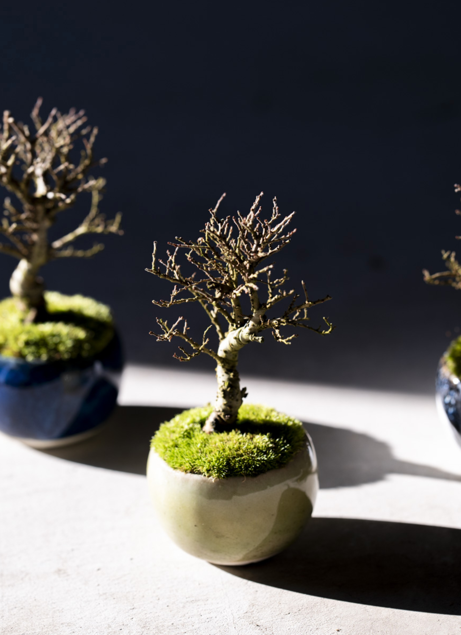 産地直送 金芽ケヤキ Mサイズ 鉢色 うぐいす／山形 石木花からお届け