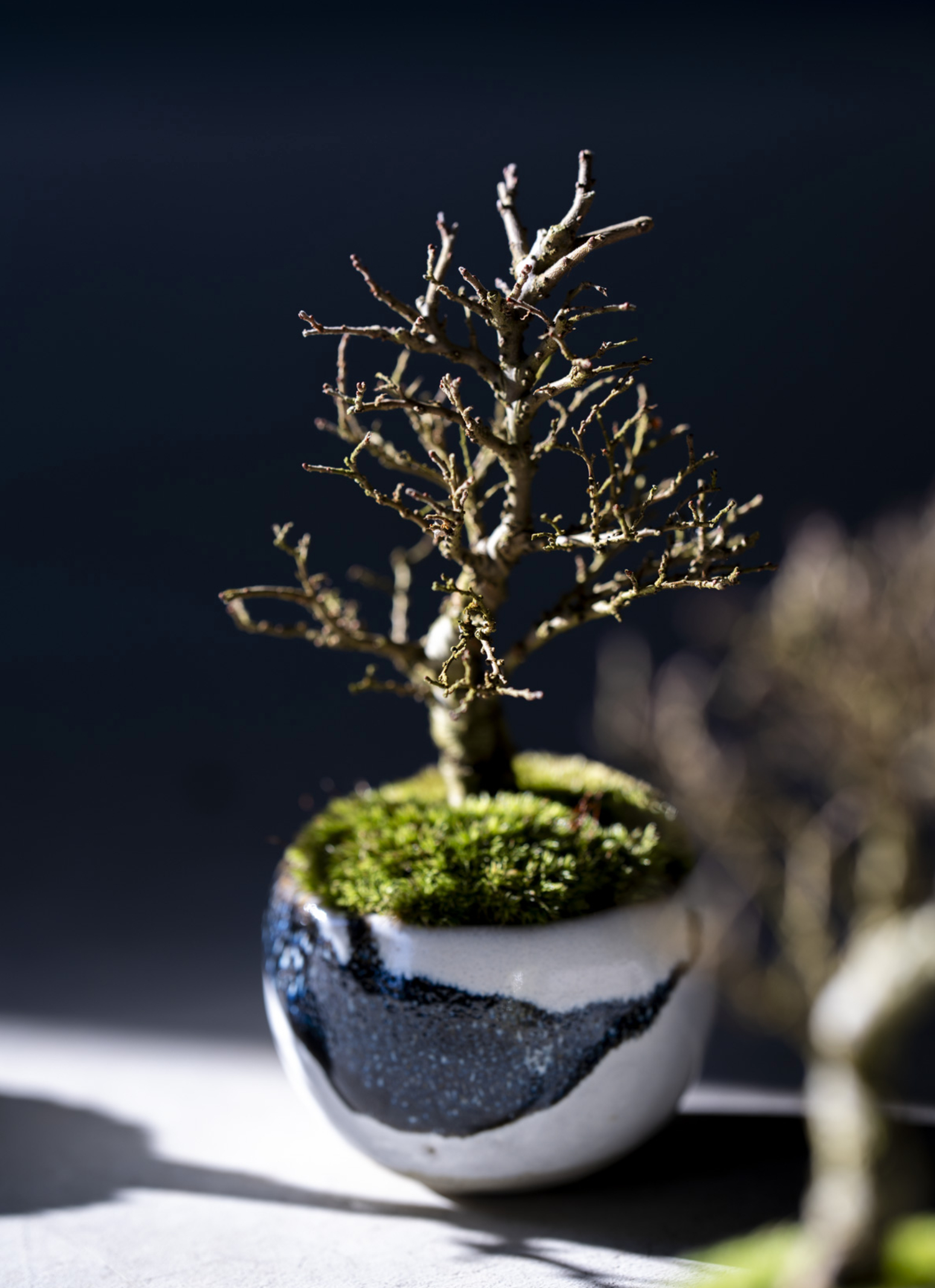 産地直送 金芽ケヤキ Mサイズ 鉢色 うぐいす／山形 石木花からお届け