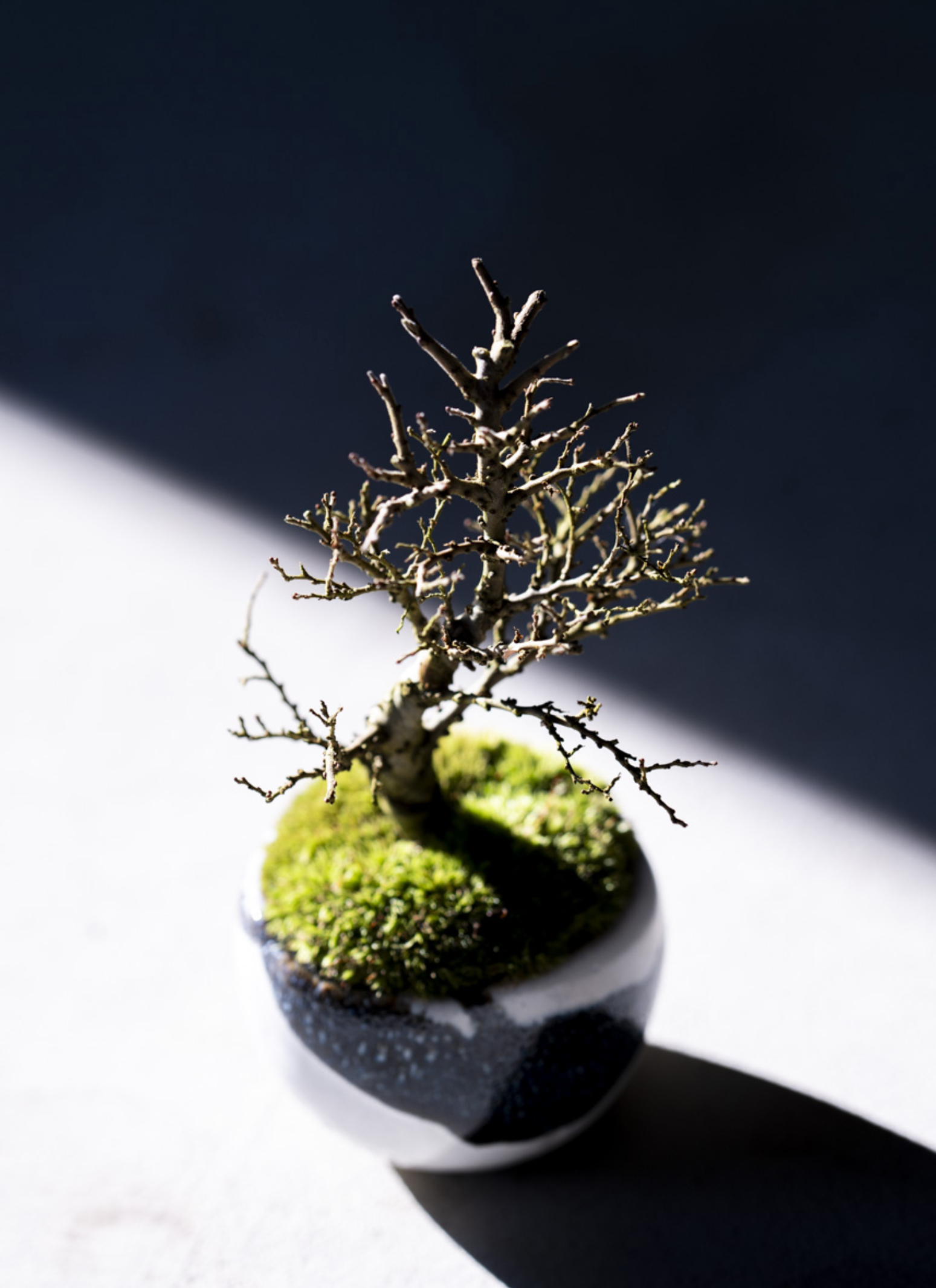 い草製 ケヤキ塗り人形用飾り台 約74cm x 47cm 五月人形 草木染兜】縫nui /木目込兜飾り (草木染桑の葉引き染め）円形