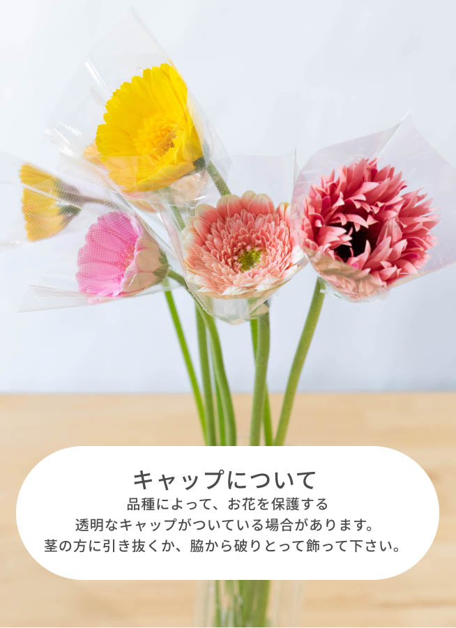 人気特価激安 産地直送 松下園芸 （10本）／静岡 レッドミックス花束 ガーベラ 花束・切花