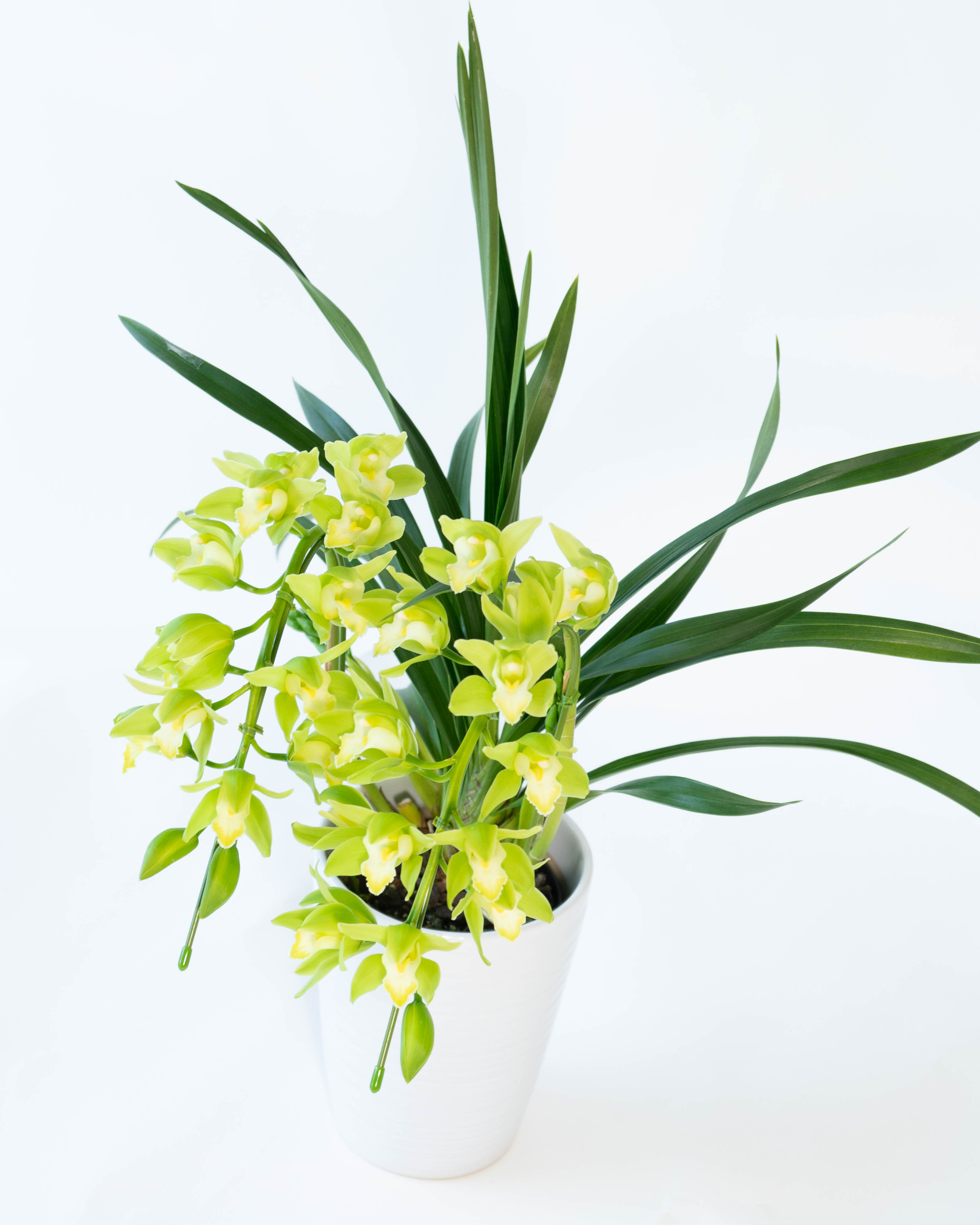 産地直送 シンビジウム ライムグリーン 2本立ち 陶器鉢／三重 サノ