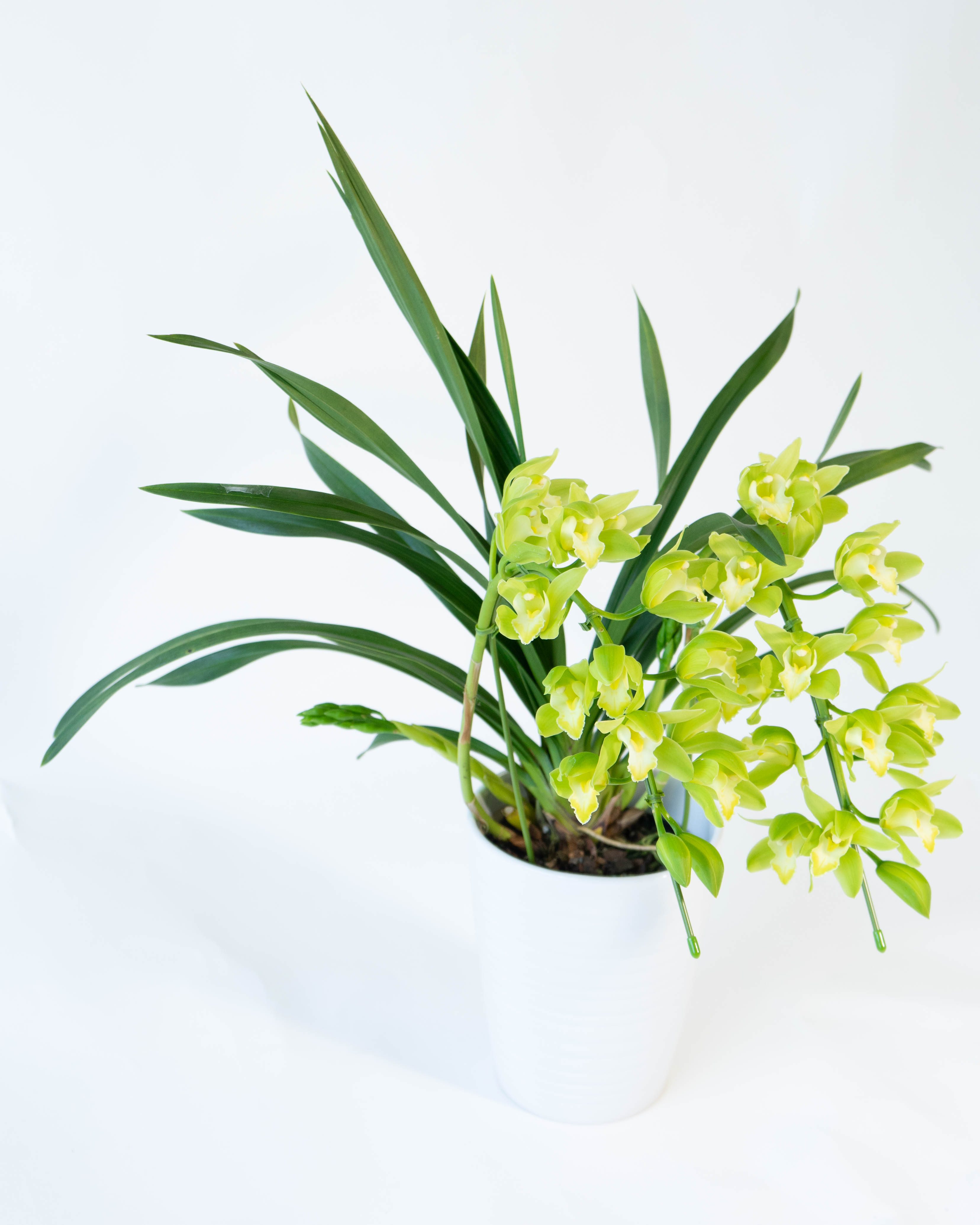 ビーゲンキ 14kgf 爽やかなライムグリーンのサーペンティン ニューライムグリーン（K5－669）06年以降 - バイク