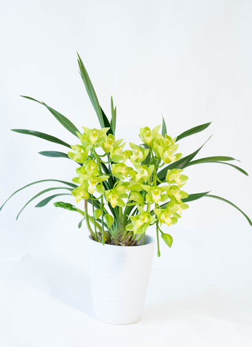 超ポイントアップ祭 ds-sano-cymbidium-green-1_0001 花