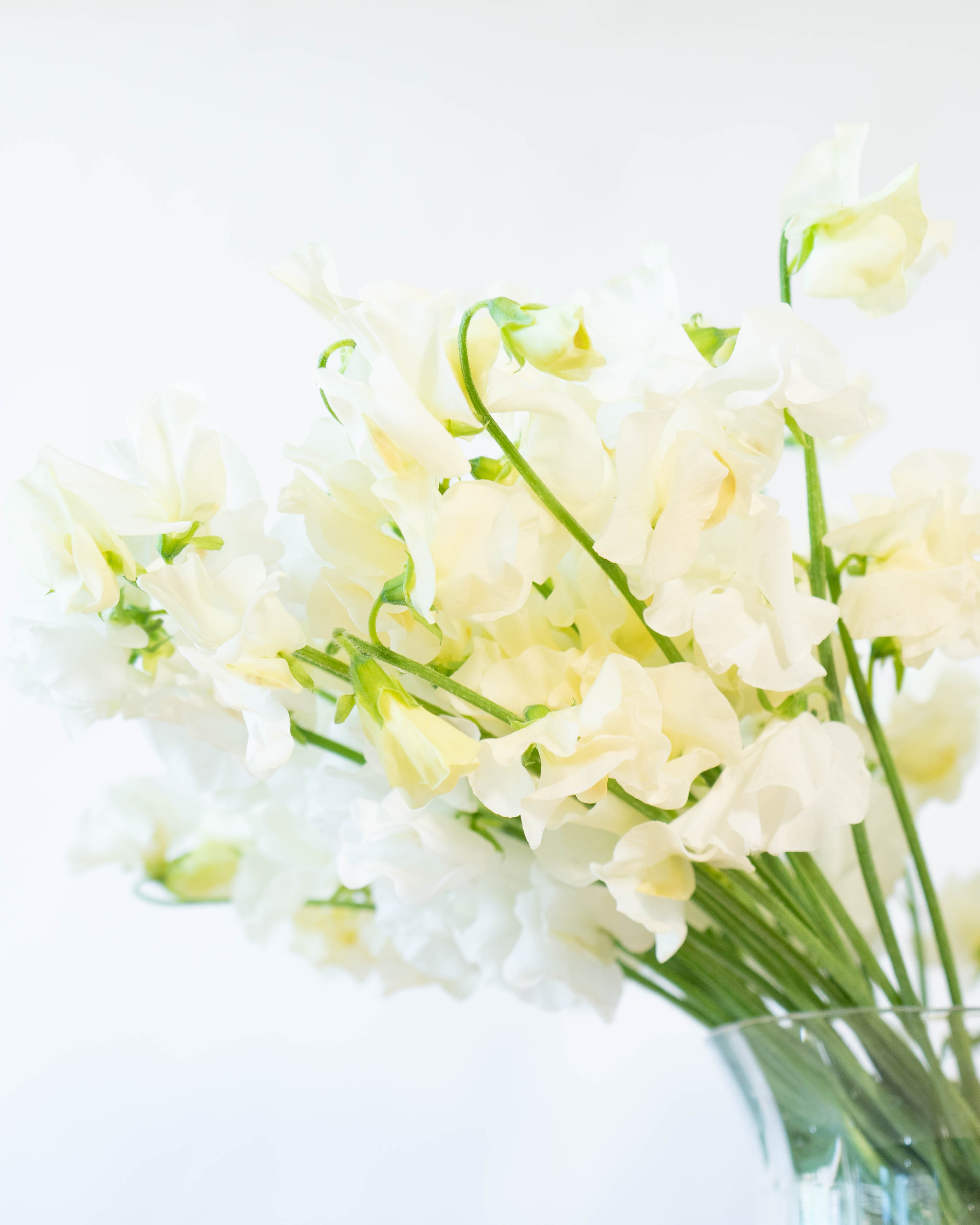 産地直送 スイートピー花束 ホワイトM（50本入り）ギフトラッピング付