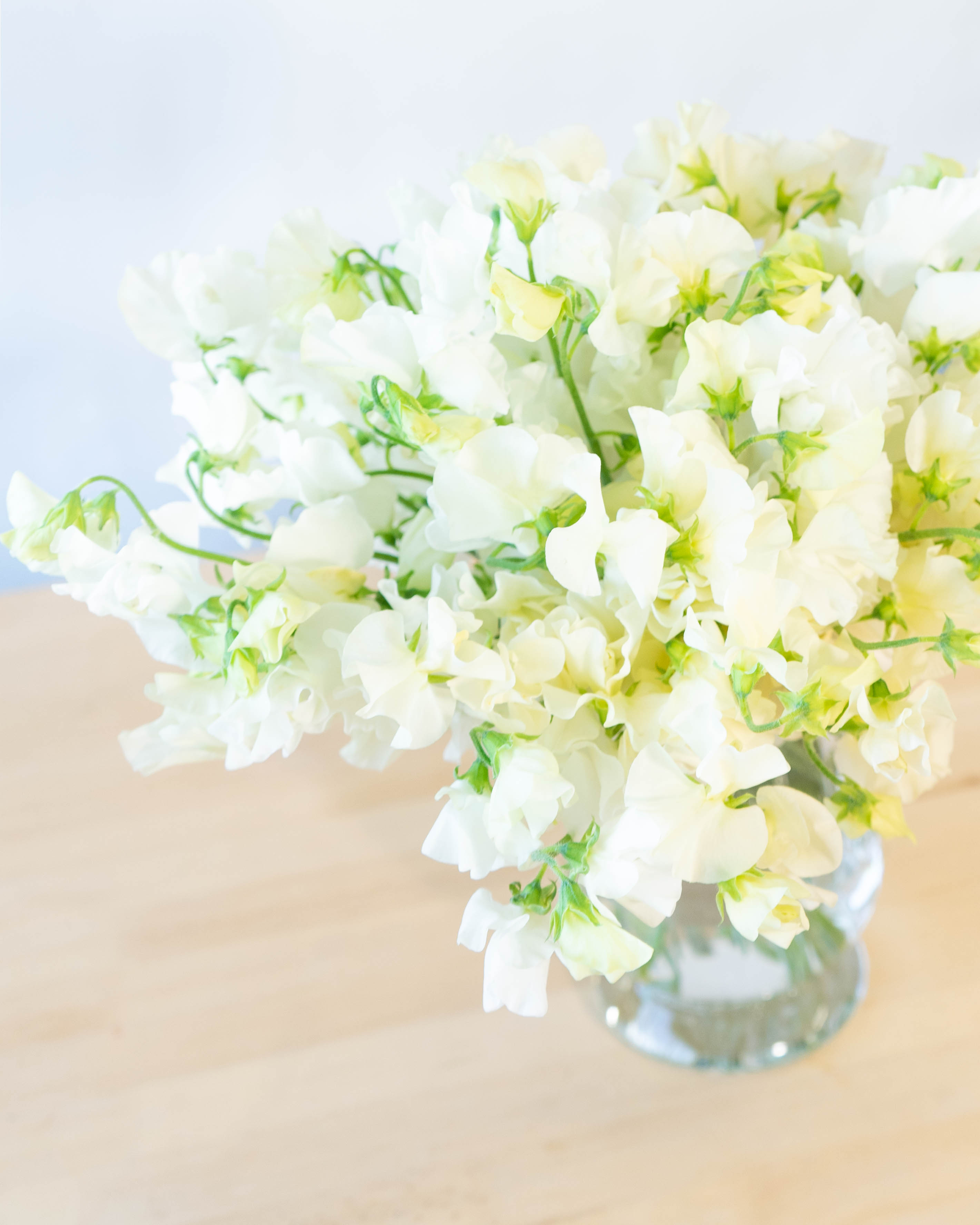 産地直送 スイートピー花束 ホワイトM（50本入り）ギフト