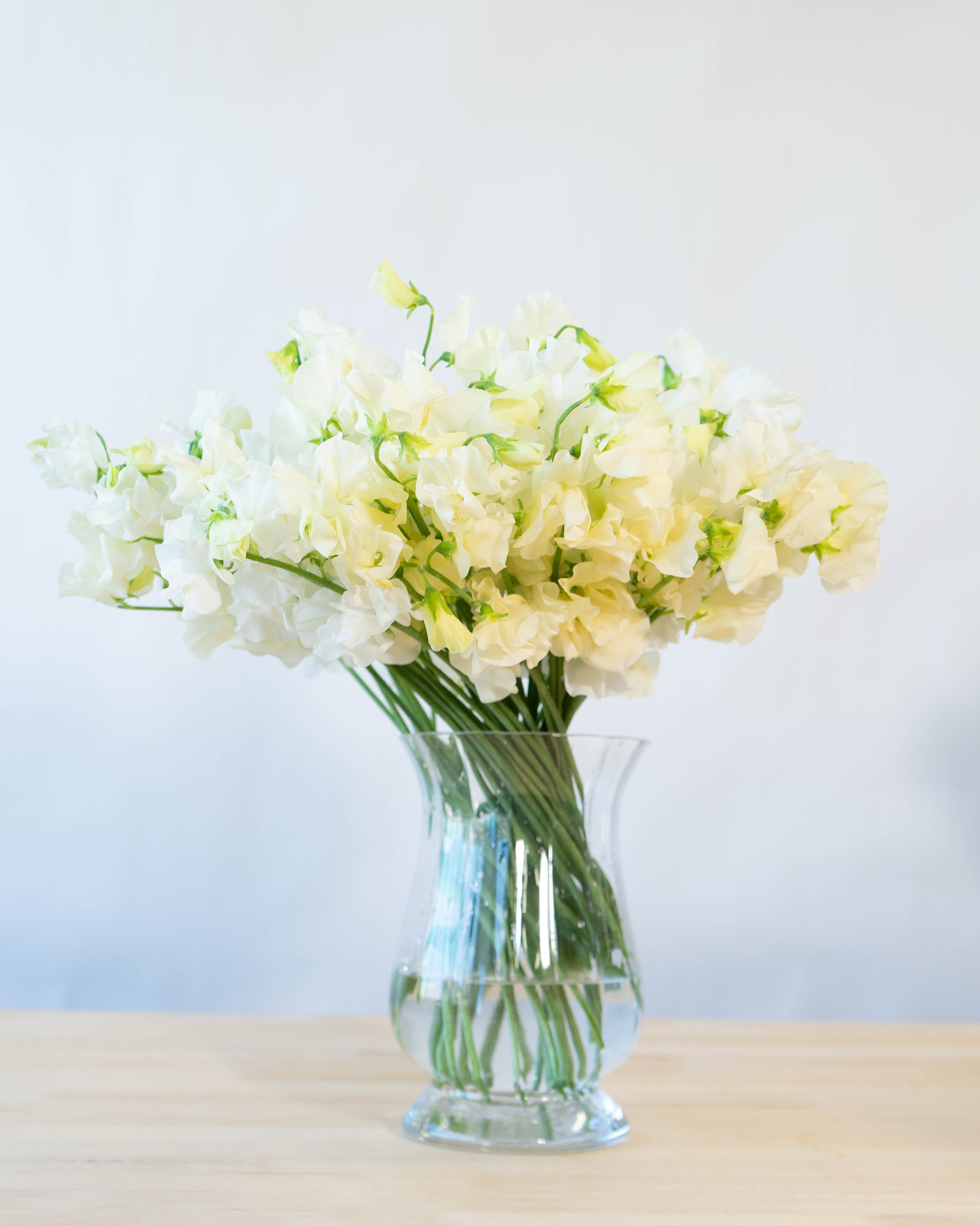 産地直送 スイートピー花束 ホワイトM（50本入り）ギフトラッピング付