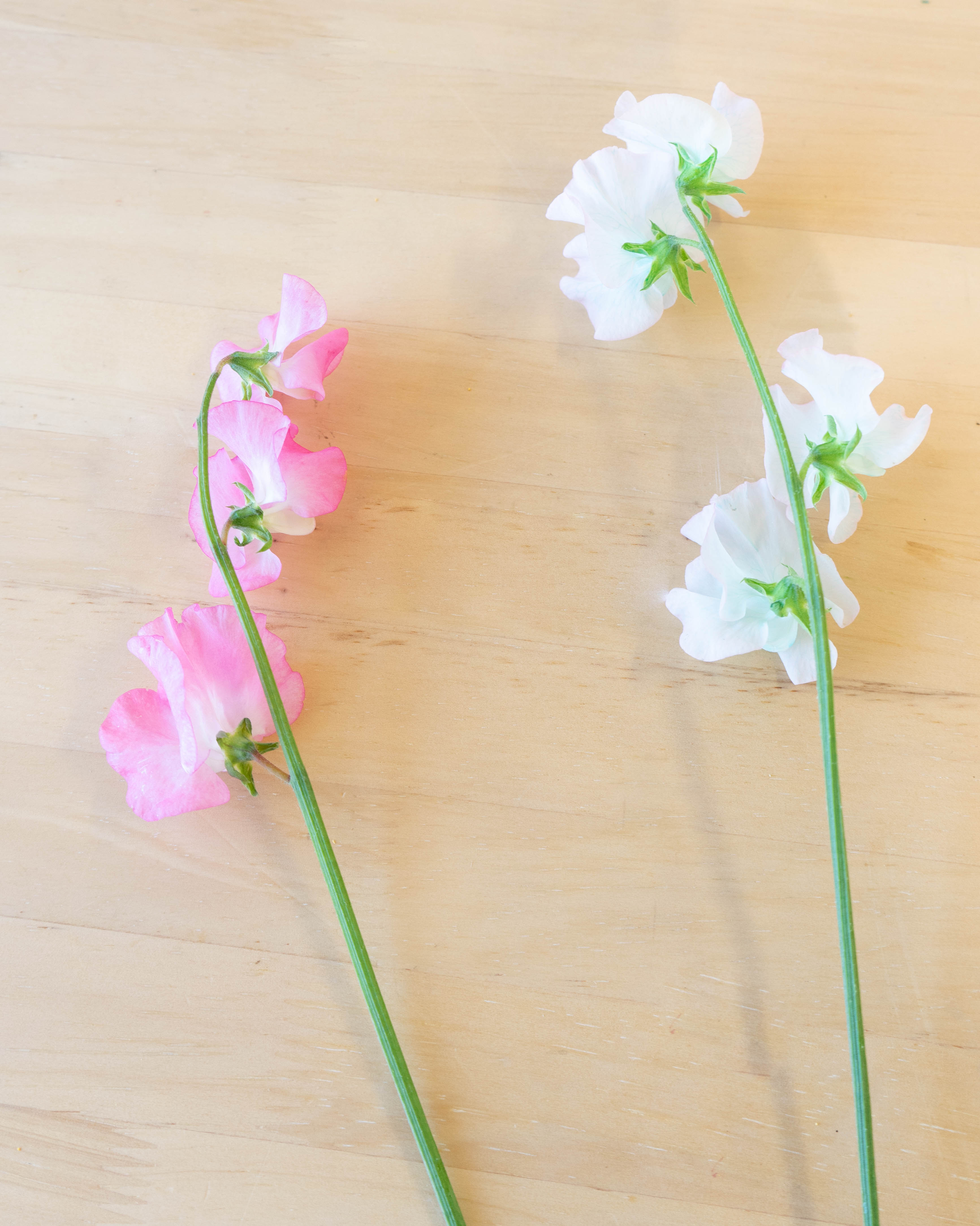 ジョンホワイト　フラワーキューピー ジョンホワイト フラワーキューピー WebStore限定｜ピオニー